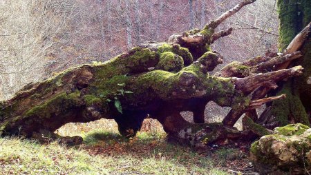 Упавшее дерево в лесу