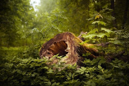 Поваленное дерево в лесу