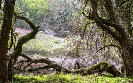 Лесные деревья