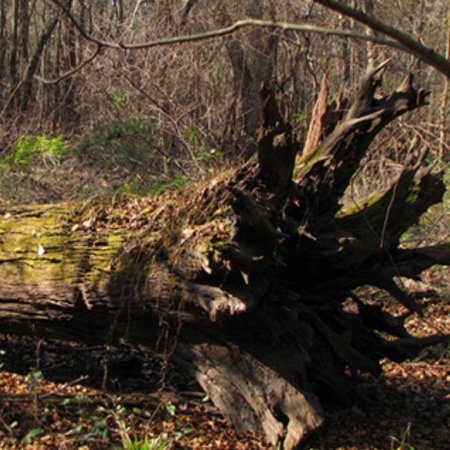 Дерево в лесу