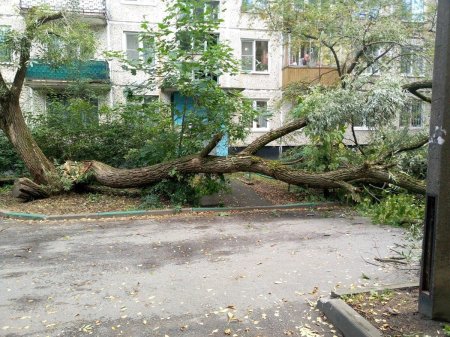 Упавшее дерево