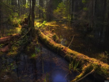 Болота в лесу