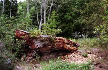 Поваленное дерево в лесу