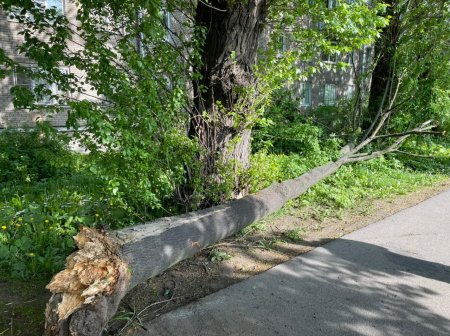 Дерево деревья