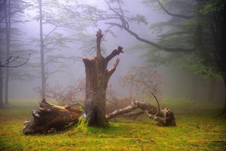 Лес горбеа испания