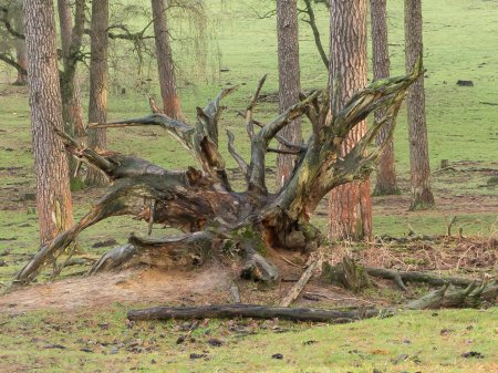 Корни деревьев в лесу