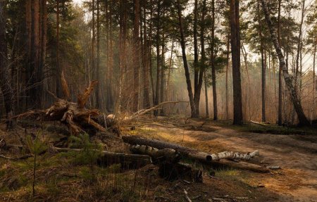 Сосновый бор бурелом