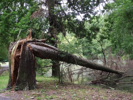 Дерево упало