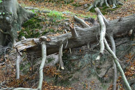 Дерево корень