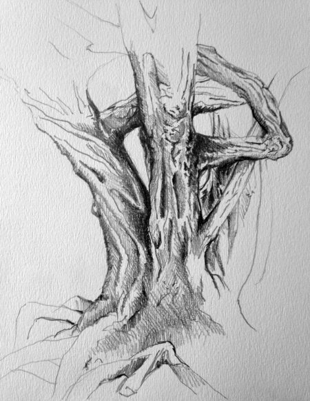 Дерево рисунок карандашом