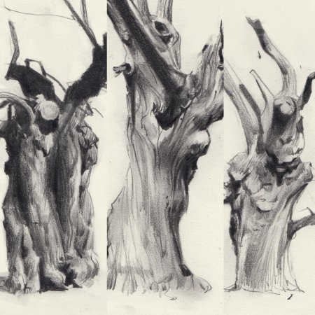 Зарисовки коры дерева