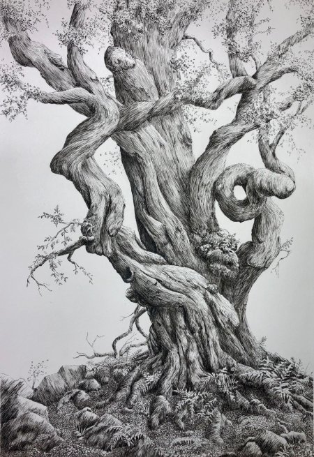 Дерево на обрыве рисунок