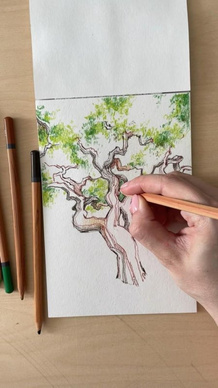 Рисовать дерево карандашом