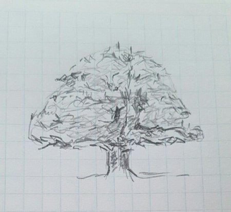 Рисунки деревьев карандашом