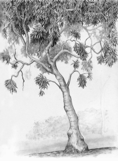 Красивое дерево рисунок карандашом
