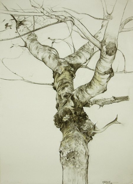 Зарисовка дерева