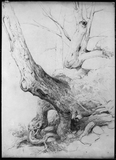 Иван шишкин зарисовки