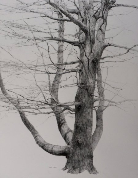 Дерево зарисовка
