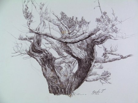 Наброски деревьев карандашом