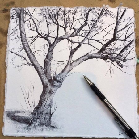 Дерево рисунок пером