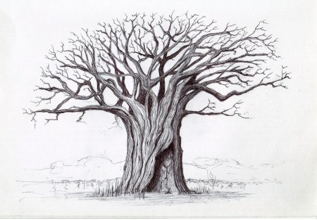 Баобаб рисунок карандашом