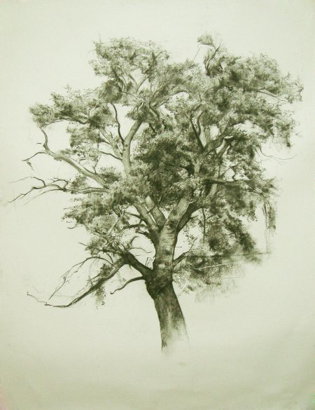 Дерево зарисовка