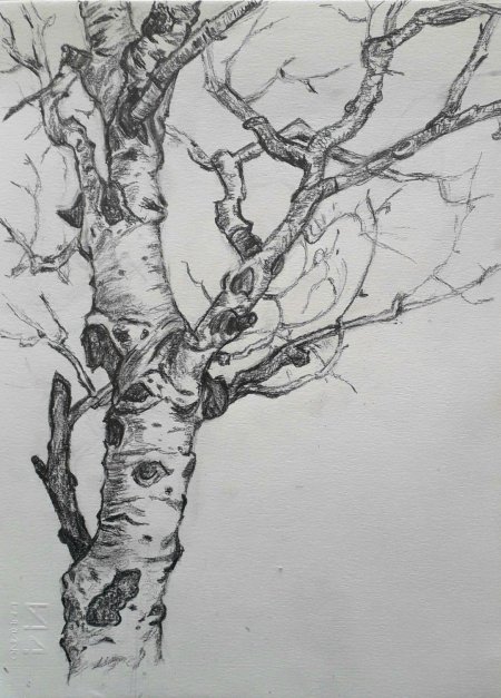 Рисунки березы для срисовки