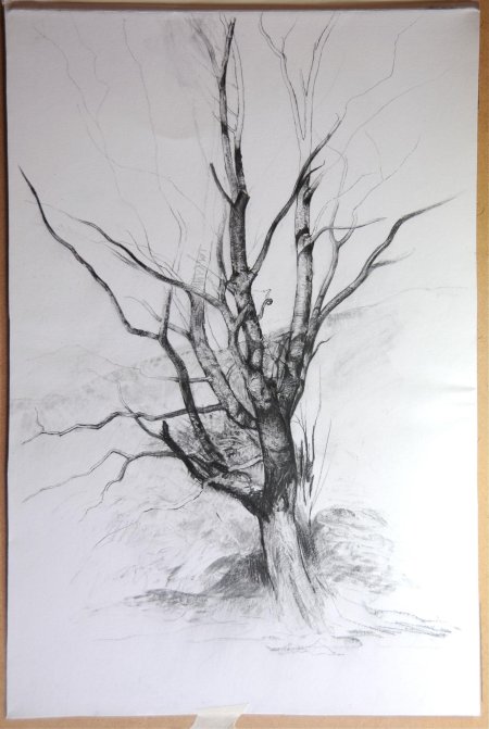 Дерево простым карандашом