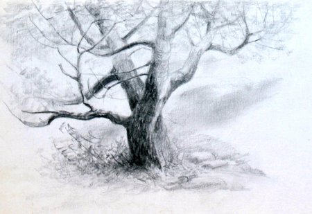 Дерево карандашом