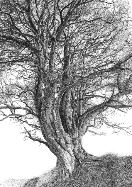Дерево карандашом рисунок