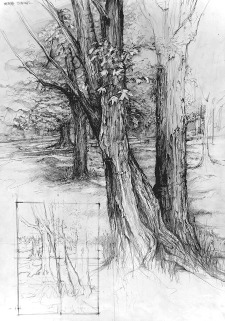 Наброски и зарисовки деревьев