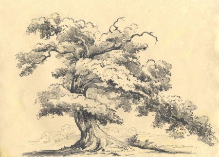 Зарисовка деревьев