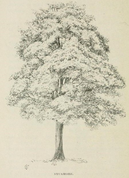 Дерево зарисовка