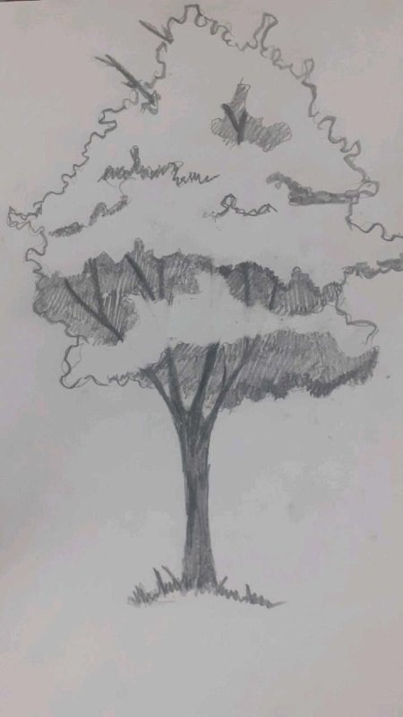 Дерево карандашом