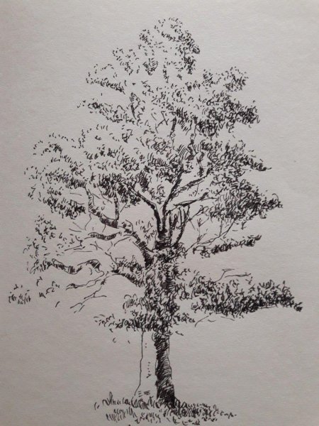 Зарисовка дерева карандашом