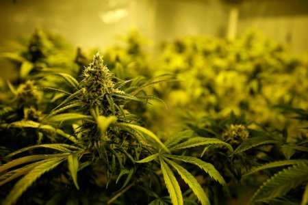 Растение марихуана