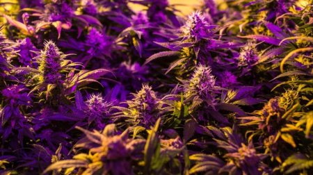 Канабис ультрафиолет