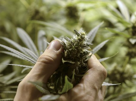 Пятилистная конопля