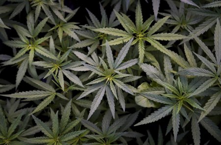 Что такое конопля