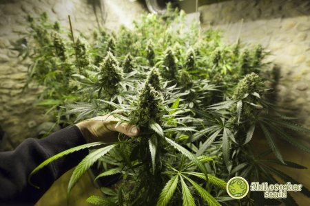 Снуп дог с марихуаной