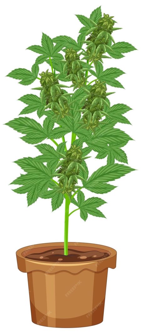 Канабис куст рисунок