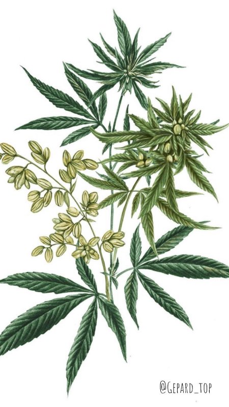 Каннабис сатива