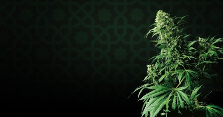 Канабис 4к