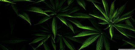 Конопля фон