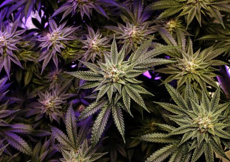 Конопля марихуана анаша