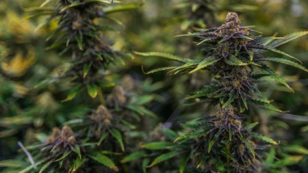 Канабис куст