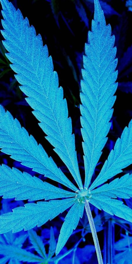 Растение марихуана