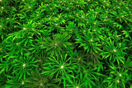 Пятилистная конопля