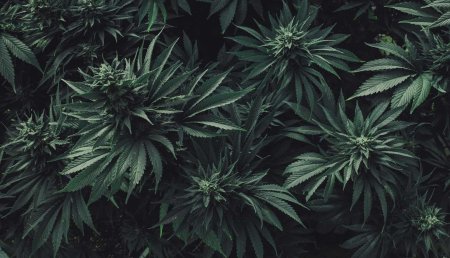 Канабис куст