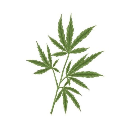 Лист марихуаны